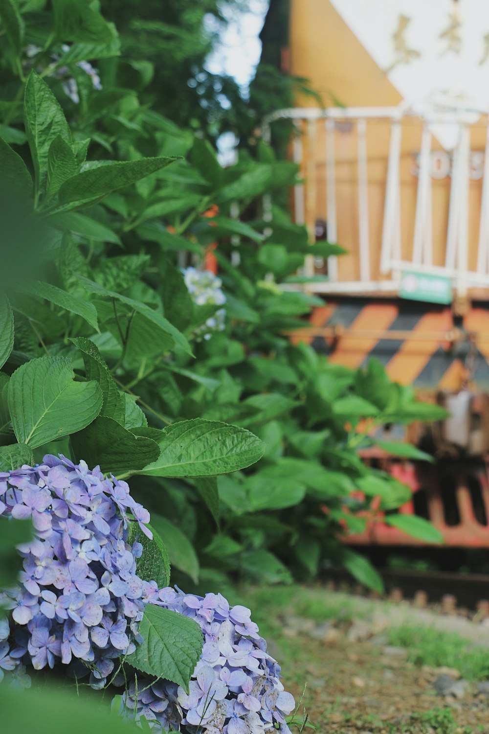 a plant with purple flowers