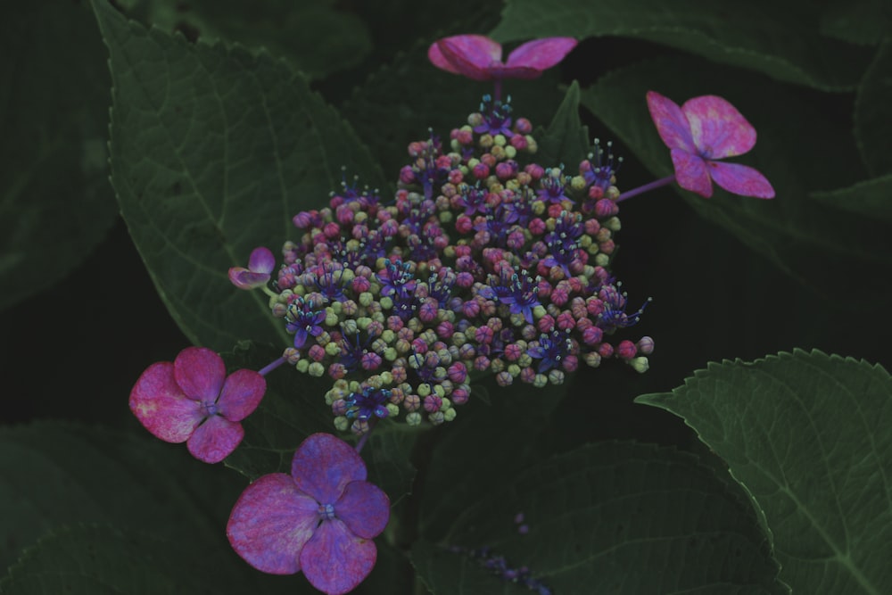 purple flowers on a plant