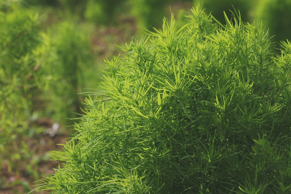 close-up of a green grass