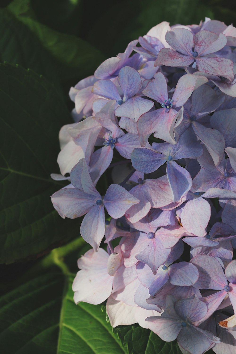 a group of purple flowers