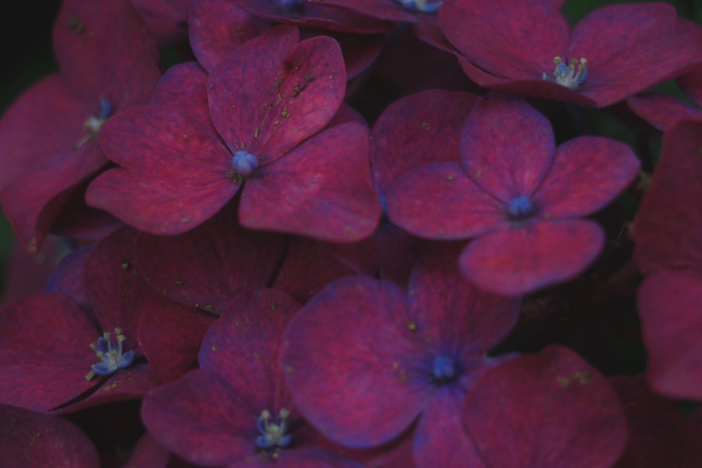 a group of pink flowers