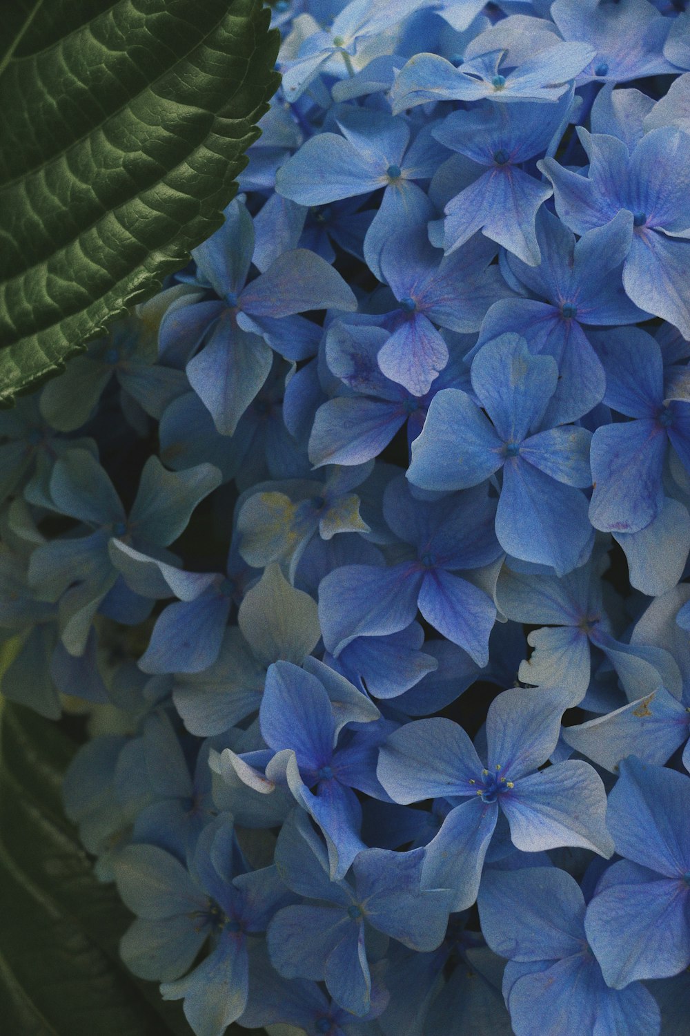 a group of blue flowers