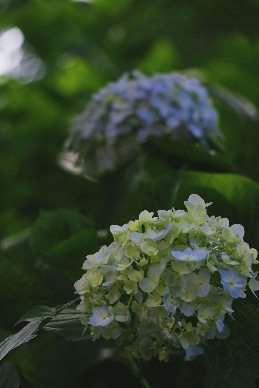 a close up of a flower