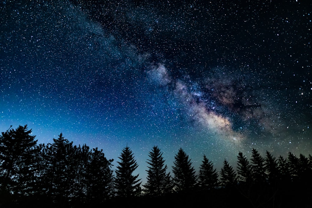 a starry night sky over trees