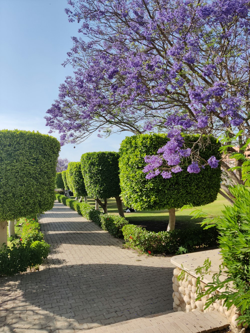 a tree with purple flowers