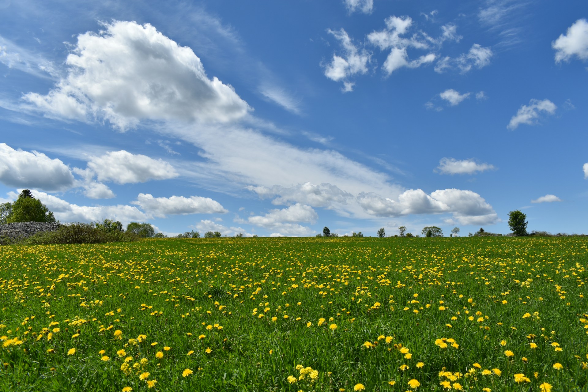 a field of yellow flowers