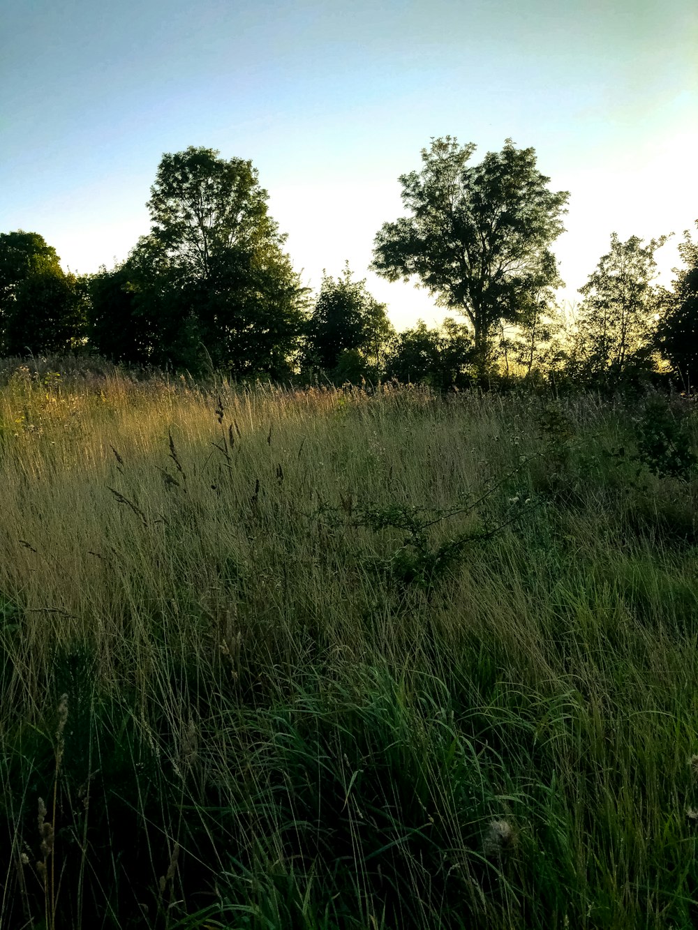 a grassy field with trees in the background