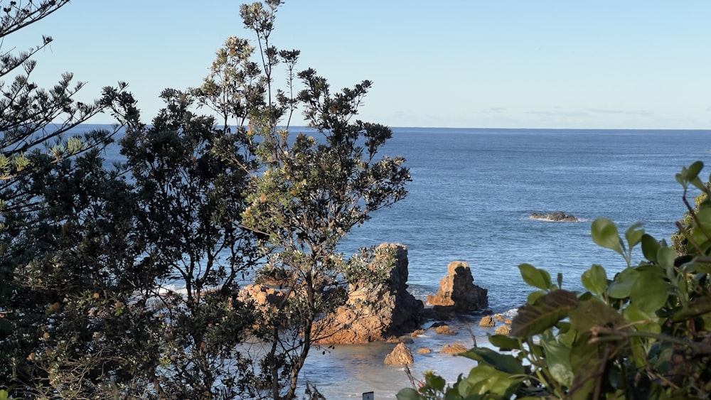 a view of the ocean from a tree