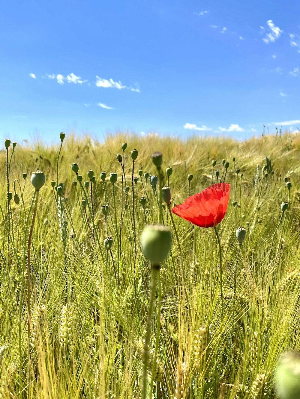 a red flower in a field