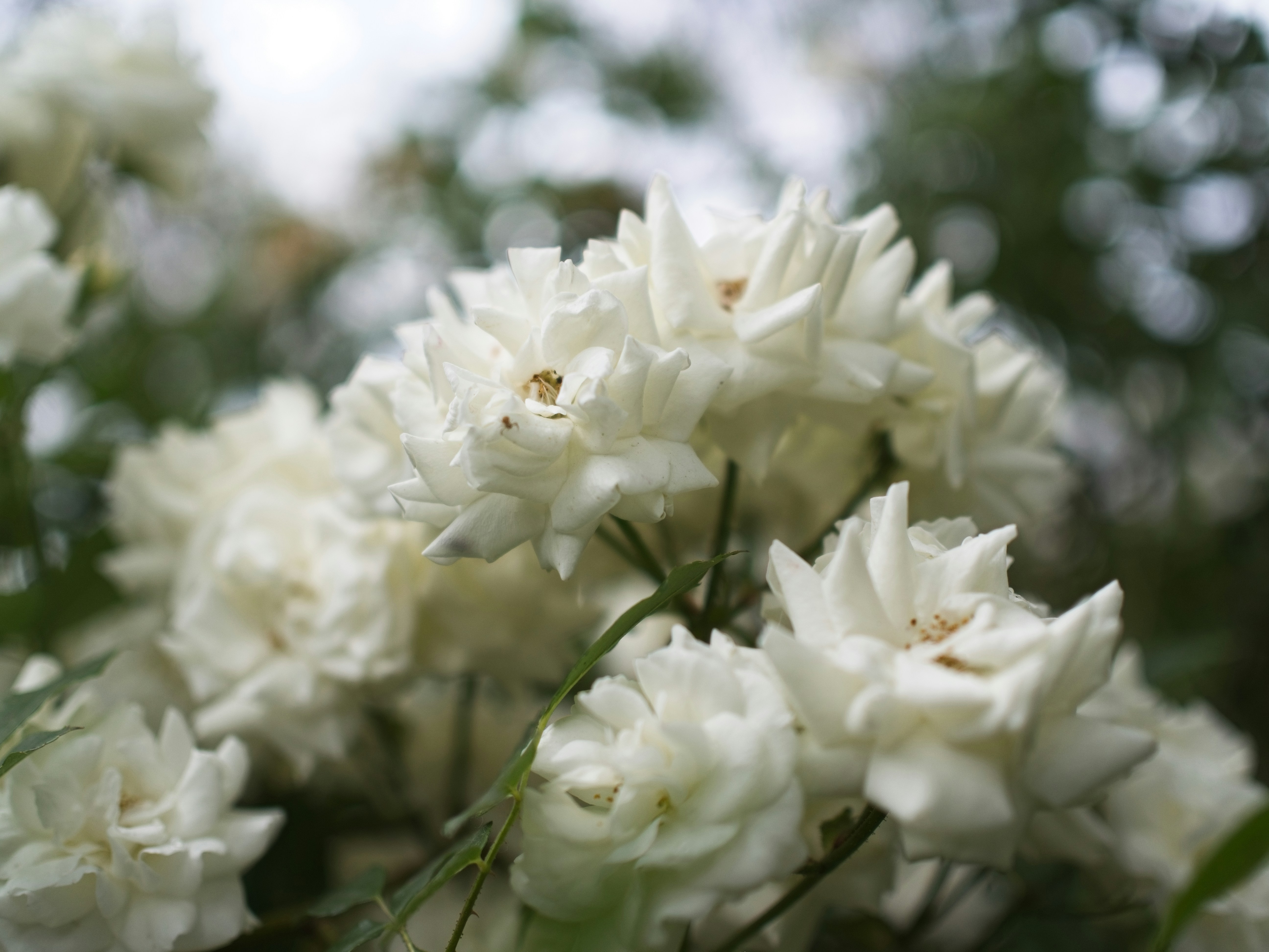 Photo by my_name_is_mia