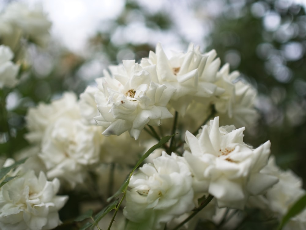 a close up of white flowers