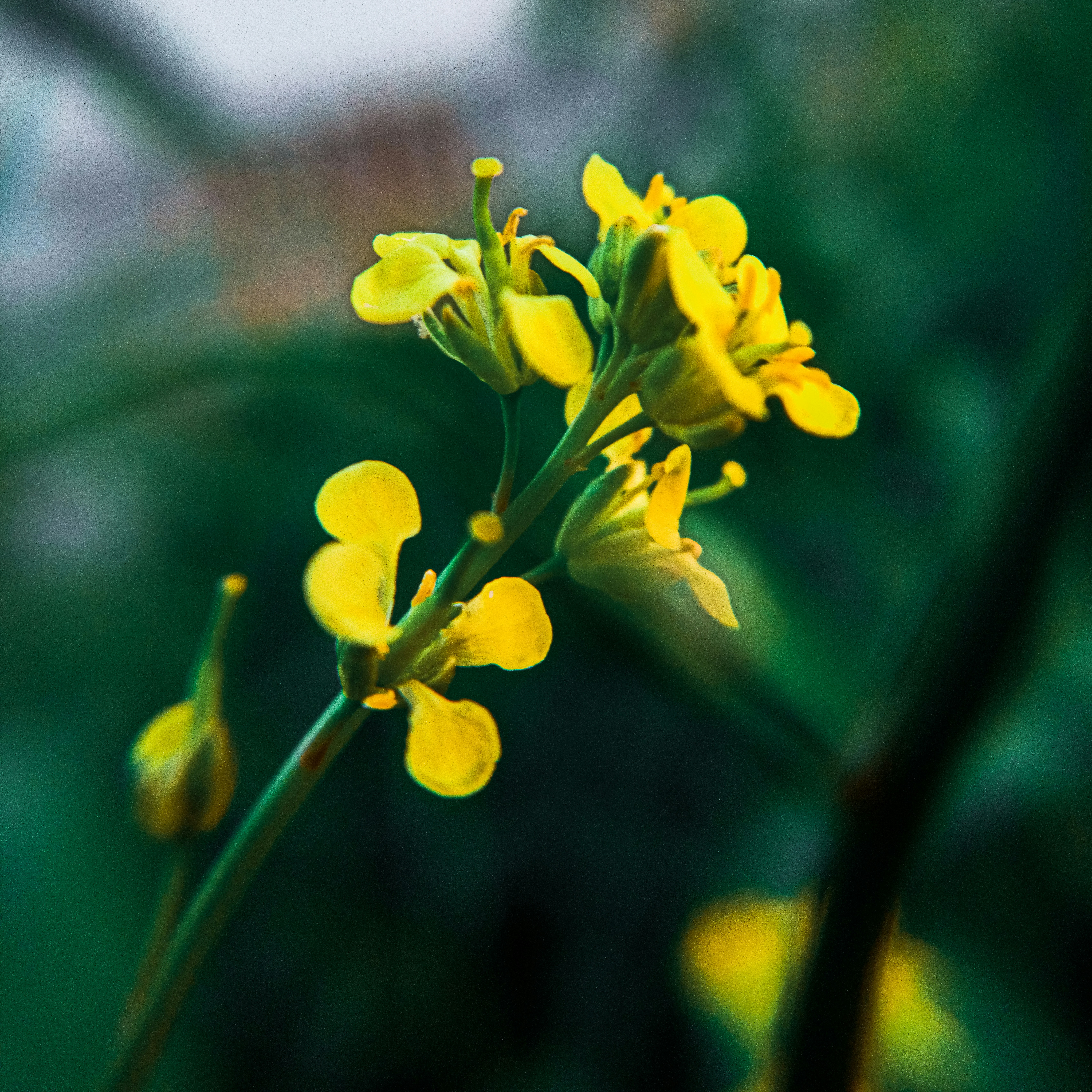 Photo by shenawaz_hussain