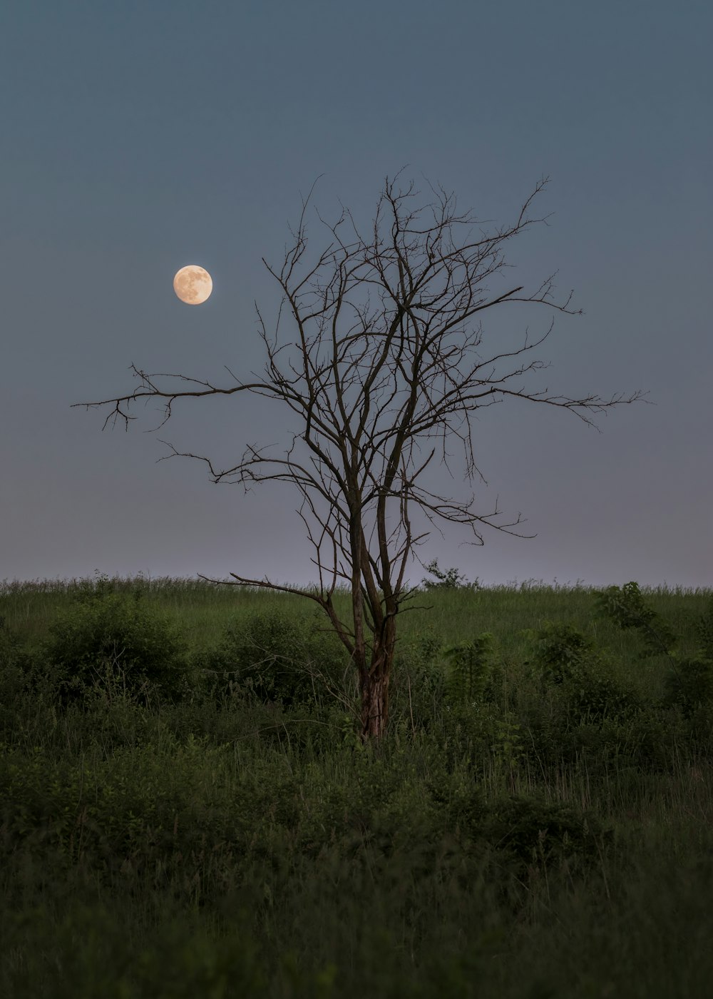 Un árbol con la luna al fondo