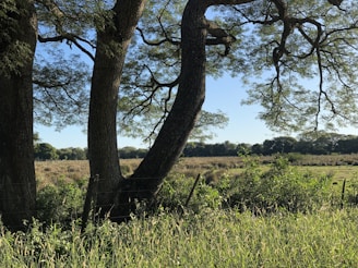 A wide-angle shot of a fenced open plot with mature trees around.