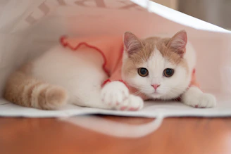 a cat lying on a box