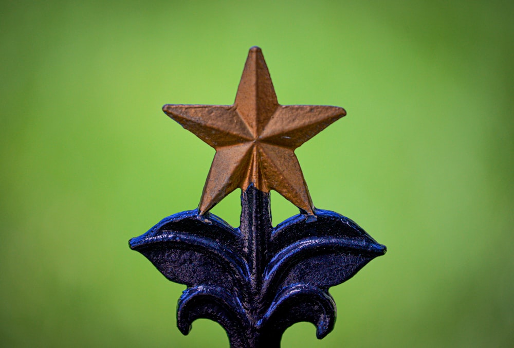 a star on a black flower