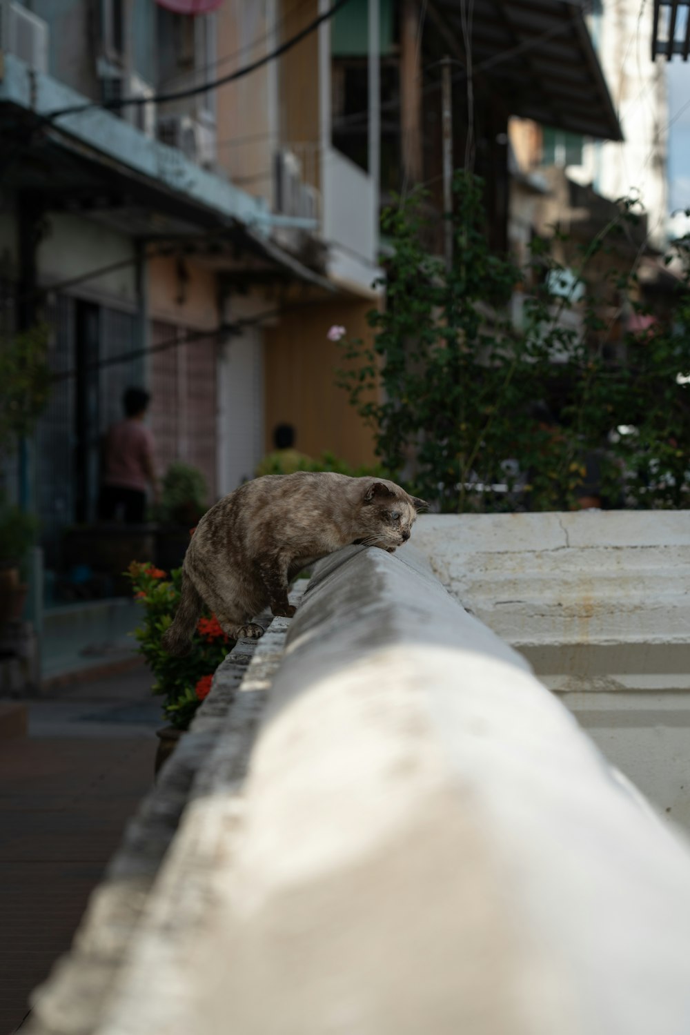 a cat sitting on a ledge