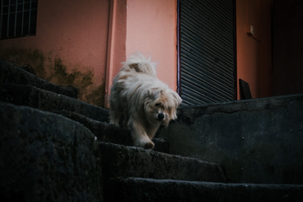 a dog standing on a stone ledge