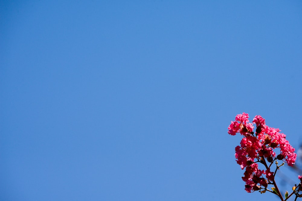 a tree with pink flowers