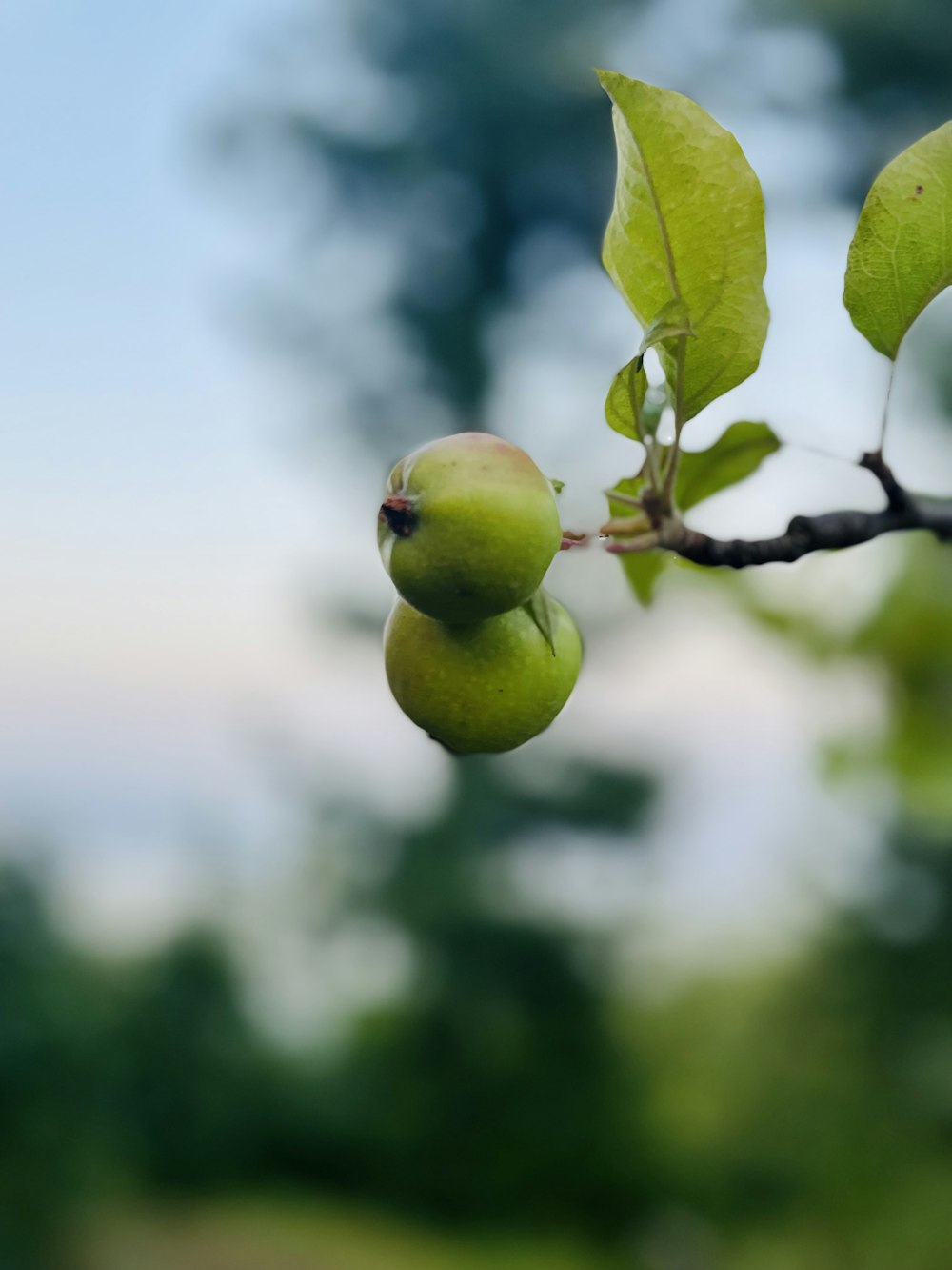 a green apple on a tree