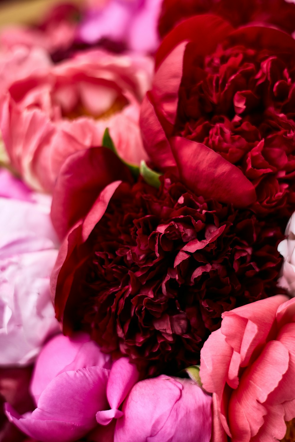 a close up of some flowers