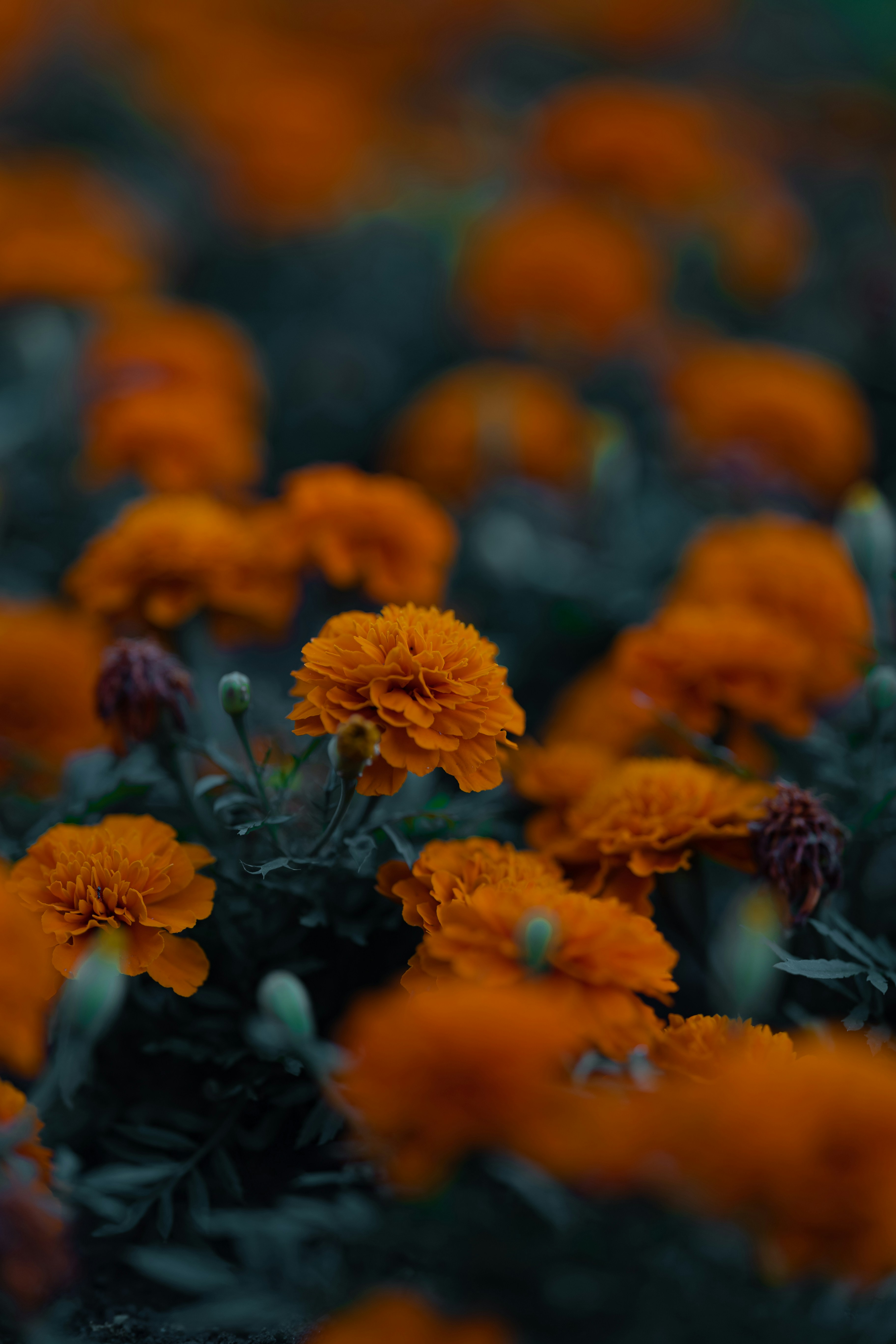 Photo by mohamadalnaimi