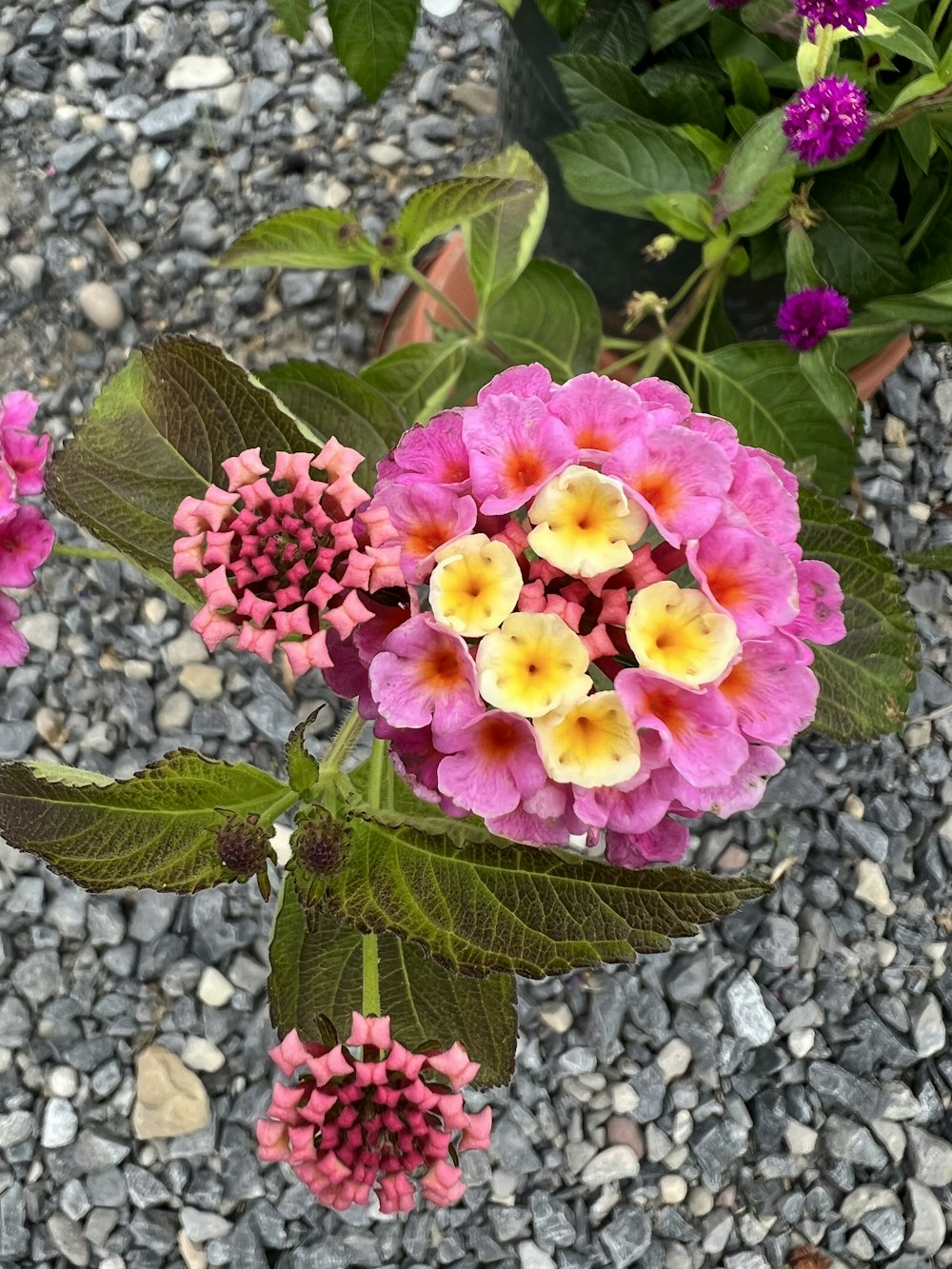 a group of flowers