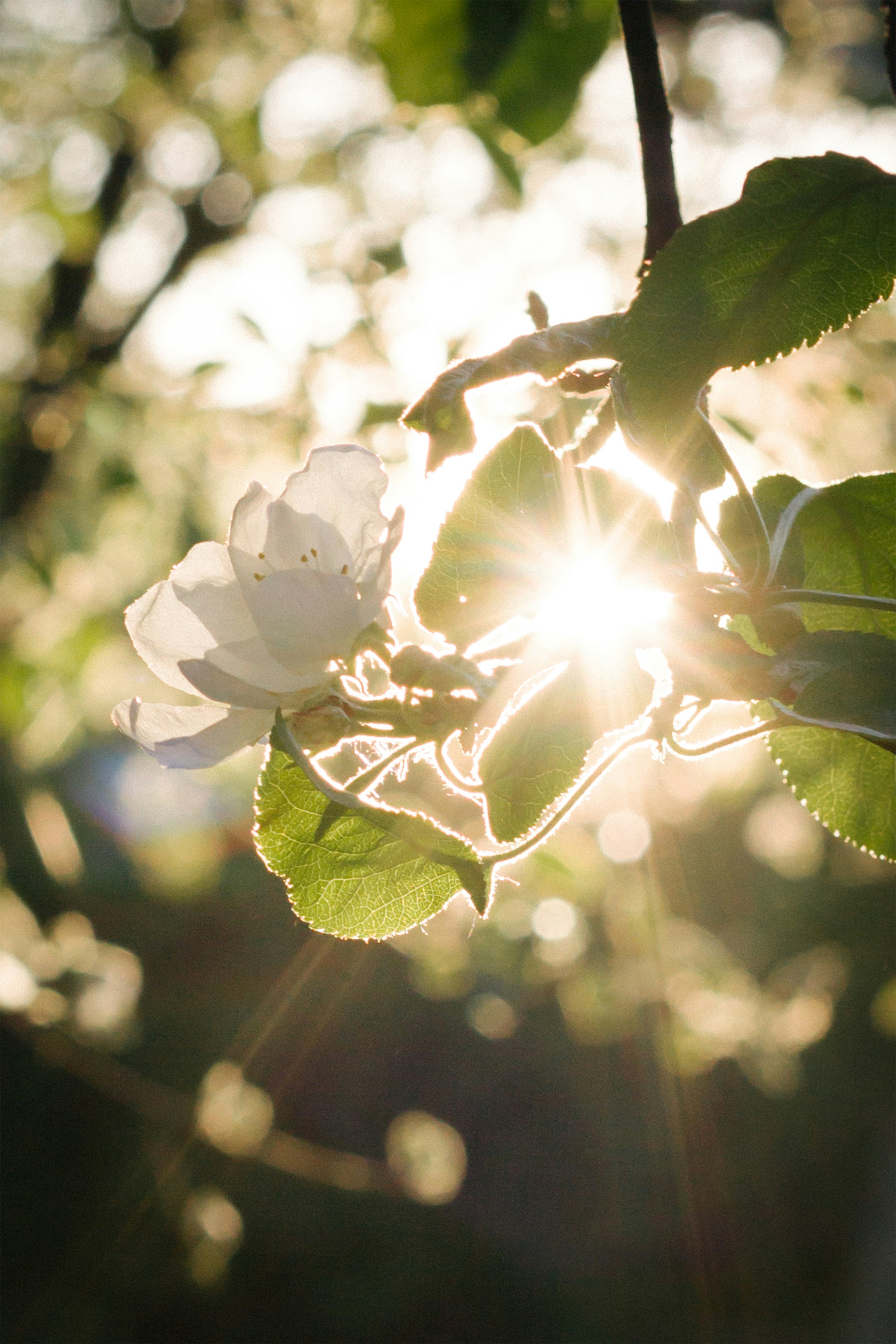 Photo by zephirbrush