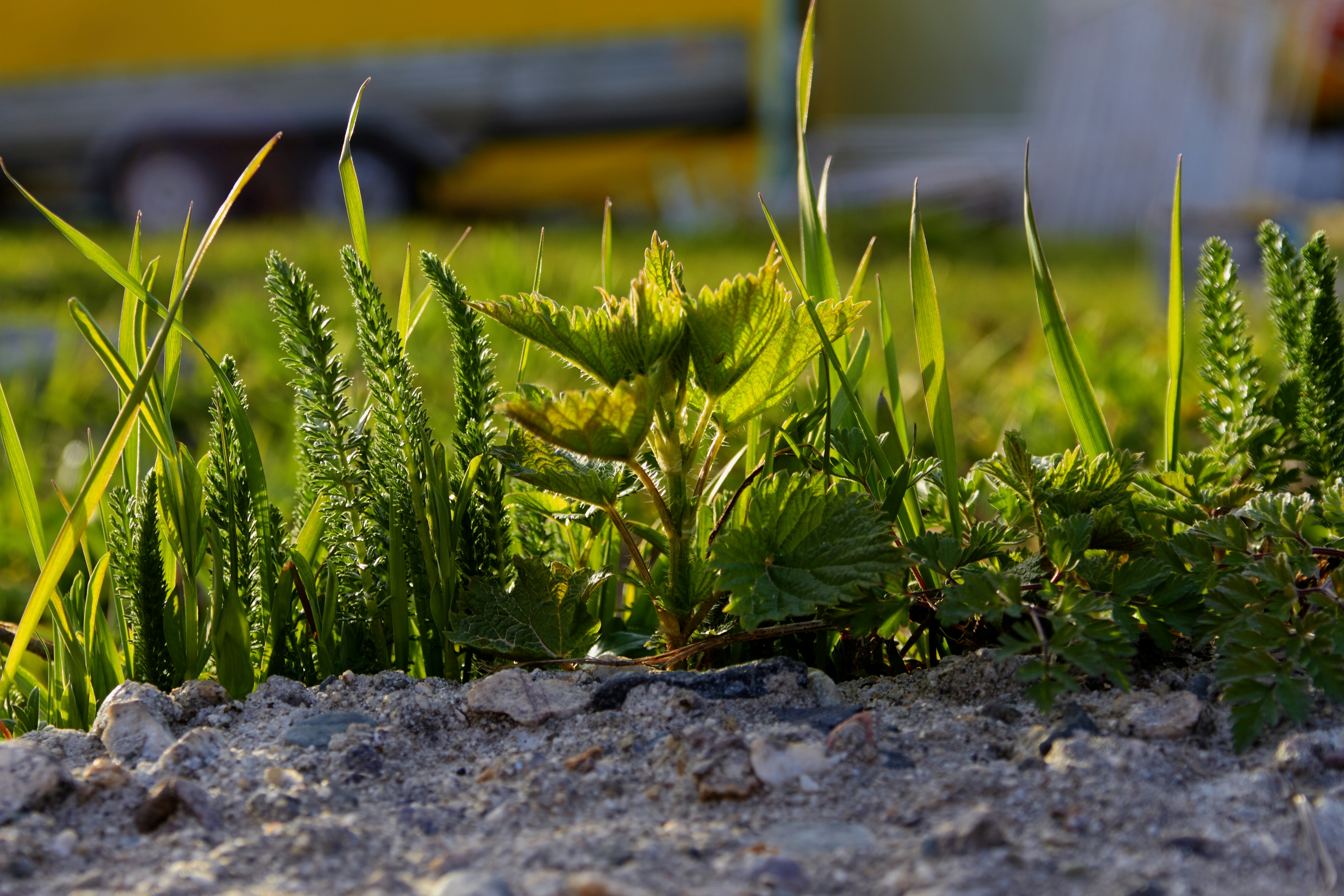 Comparison table of organic weed control options for home gardens.