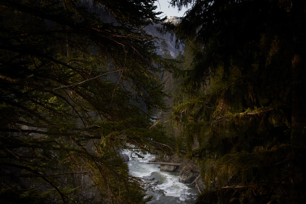 a river with trees on the side