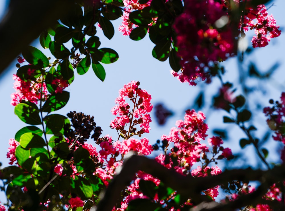 Un arbre aux fleurs roses