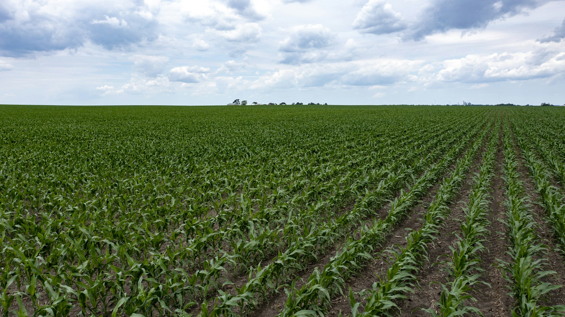 a field of green plants