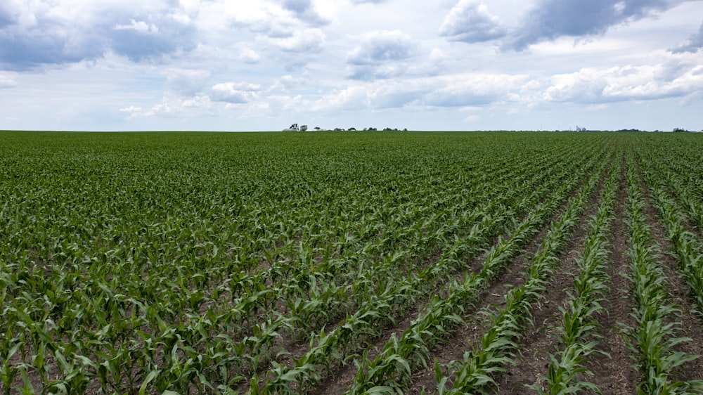 a field of green plants