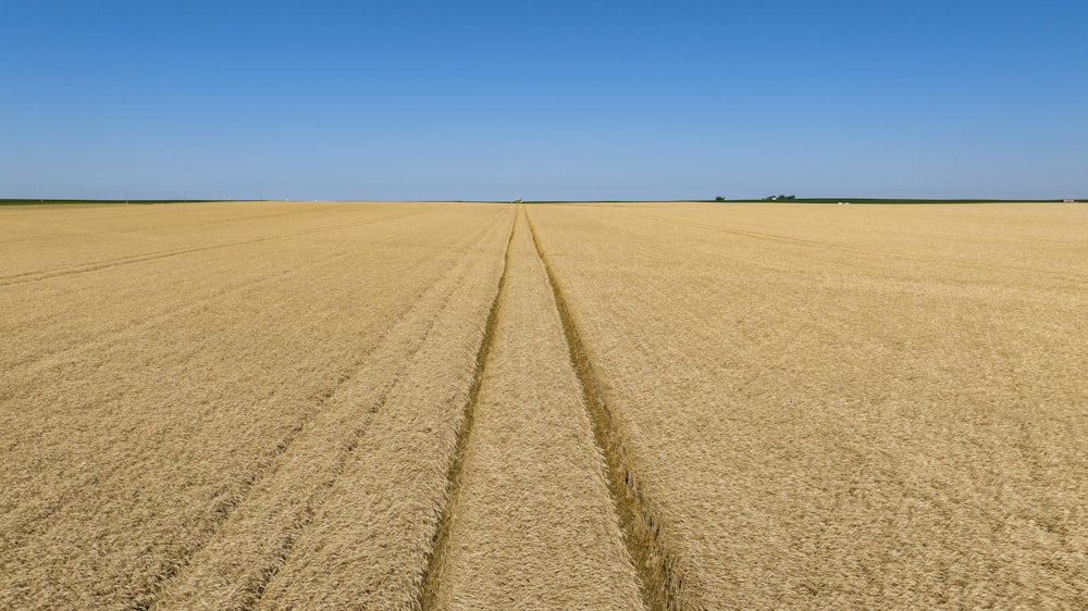 a large field with a few people walking on it