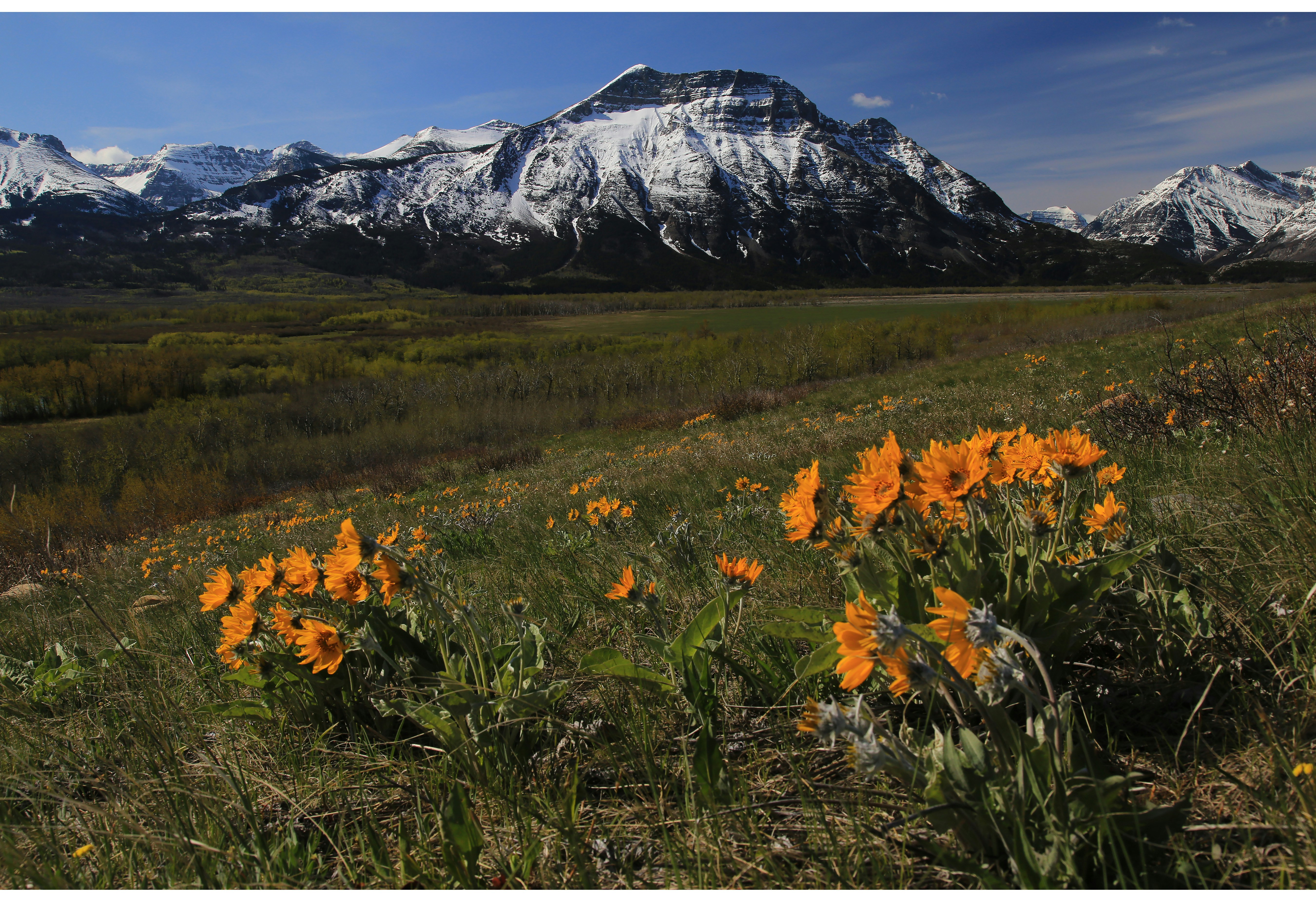 a field of flowers with mountains in the background