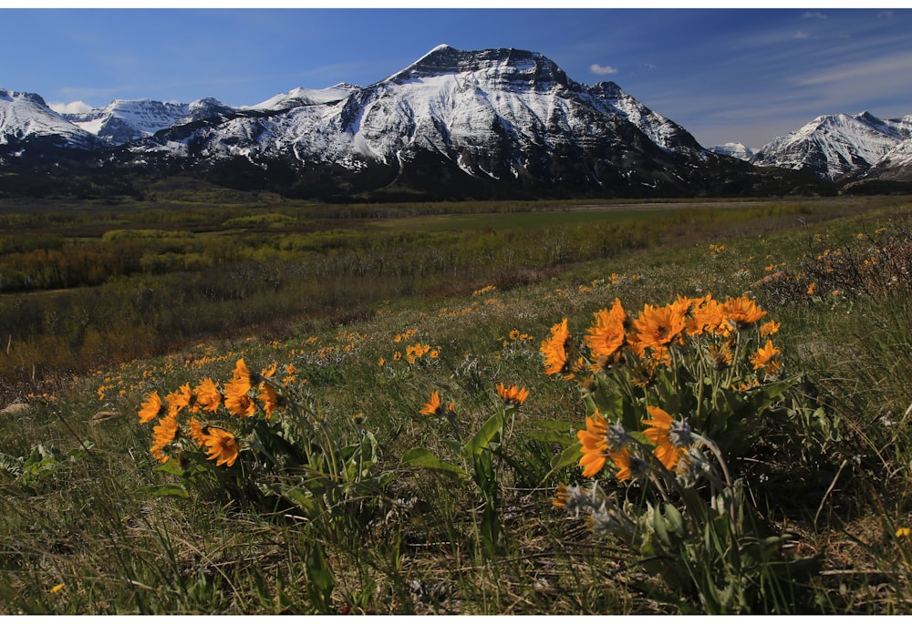 a field of flowers with mountains in the background