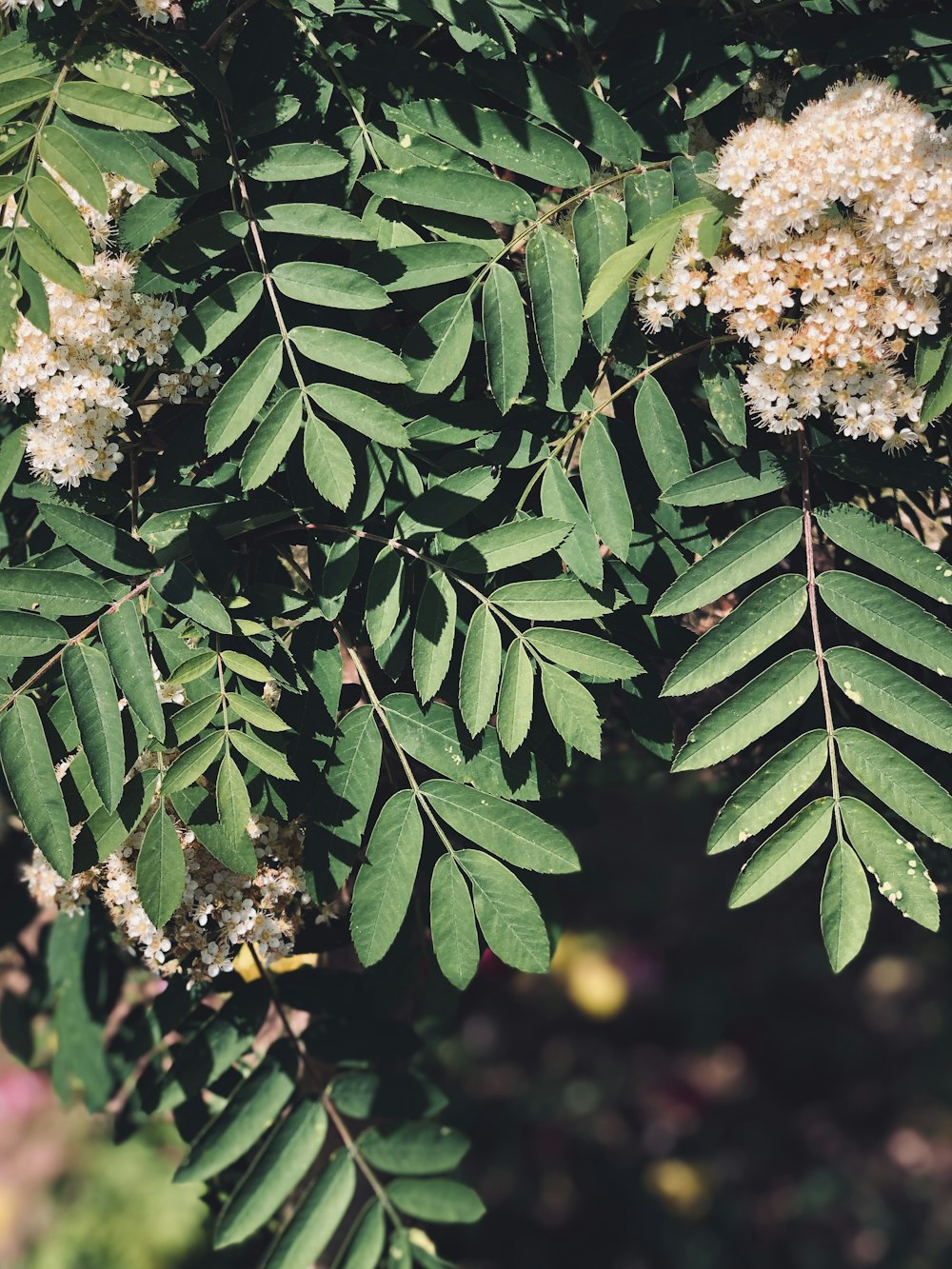 a close up of some leaves