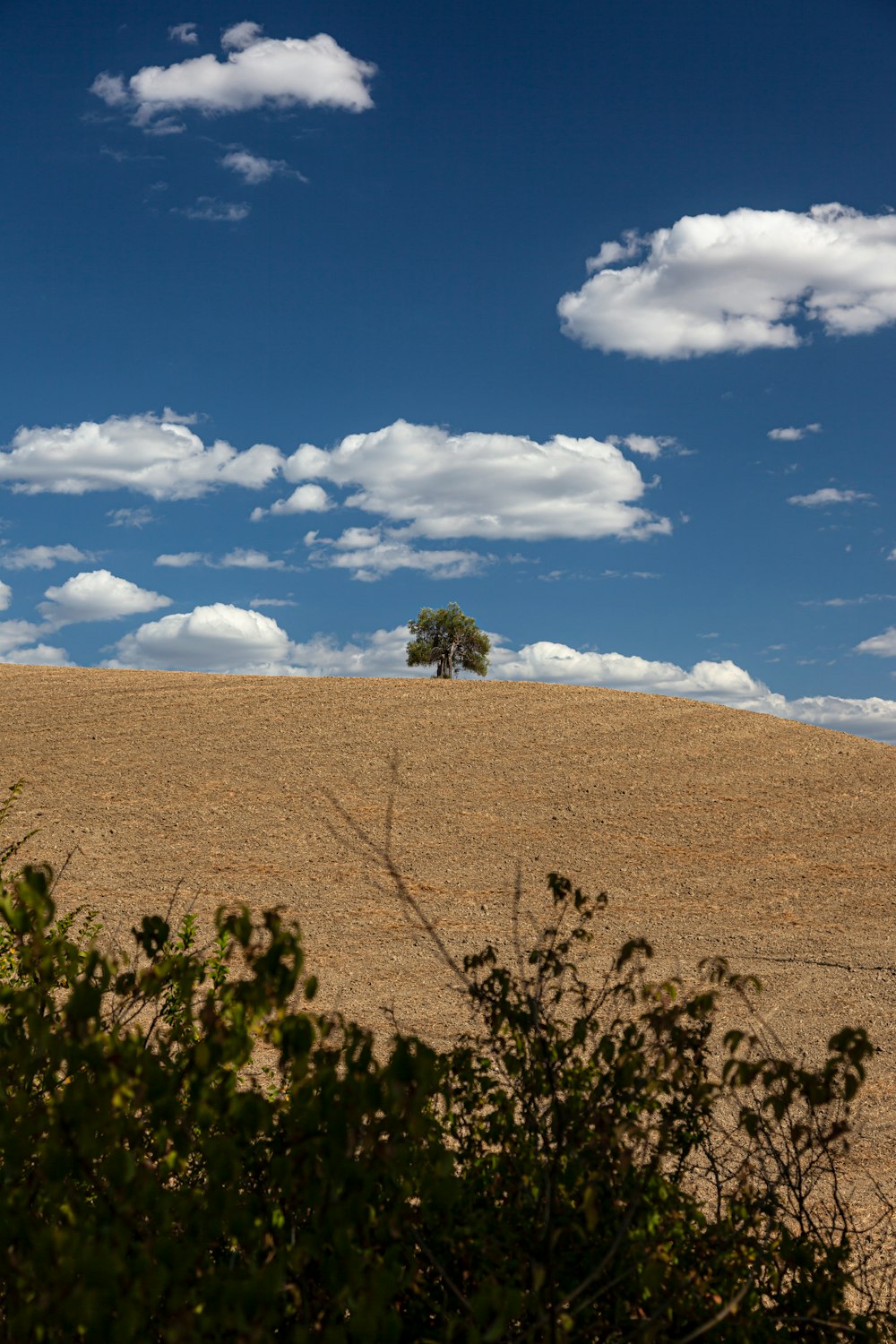 a tree on a hill