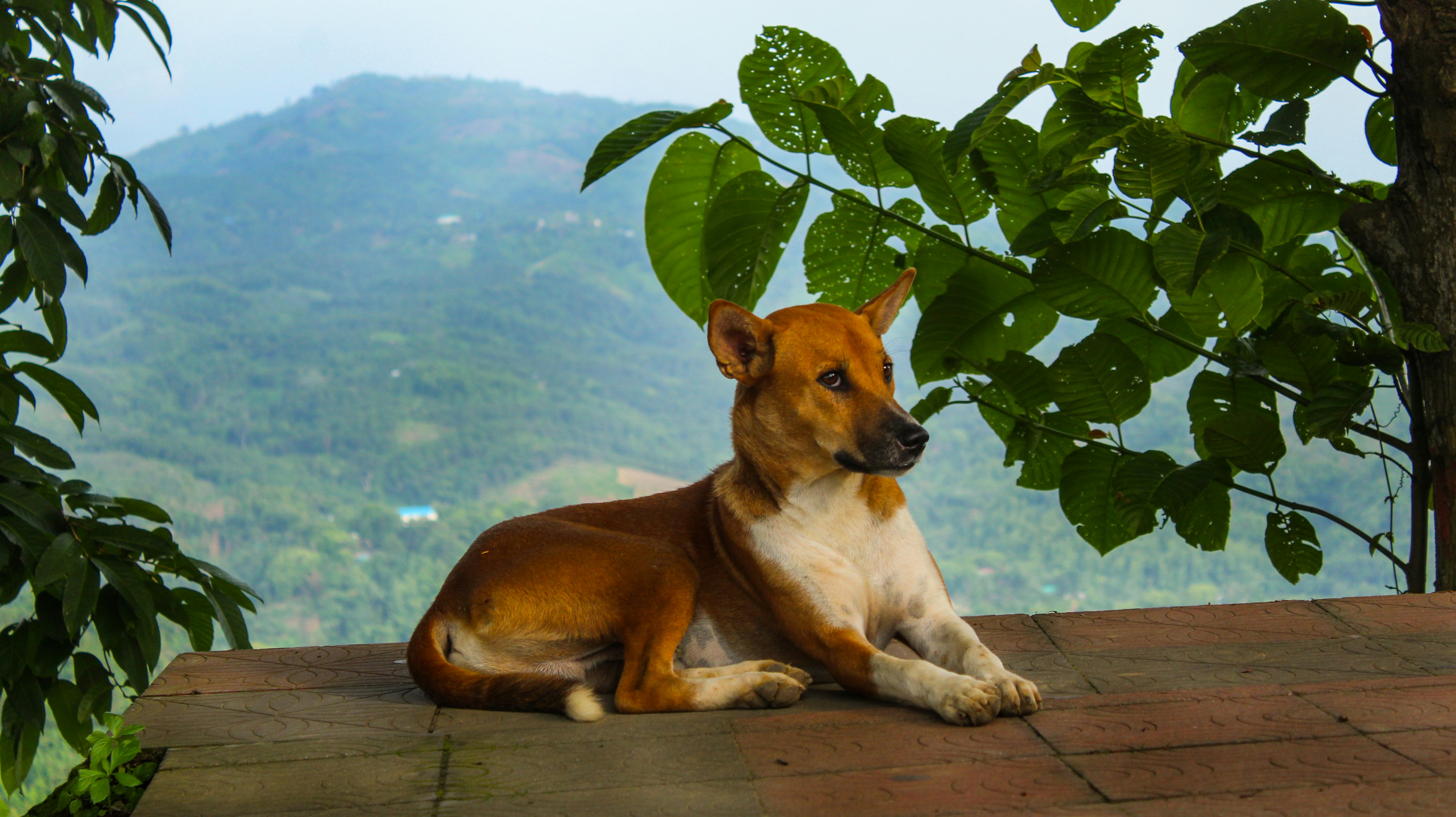 Photo by emdadul_hoque