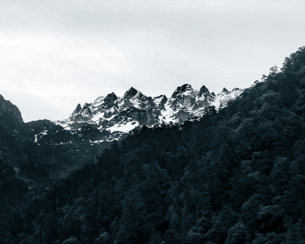 a mountain with trees on it