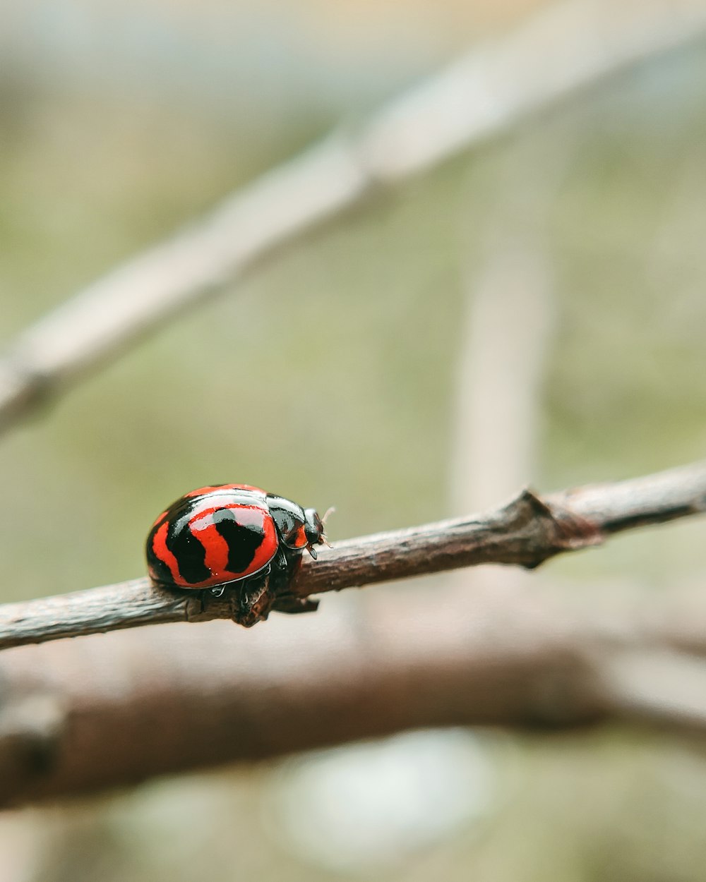 a ladybug on a branch