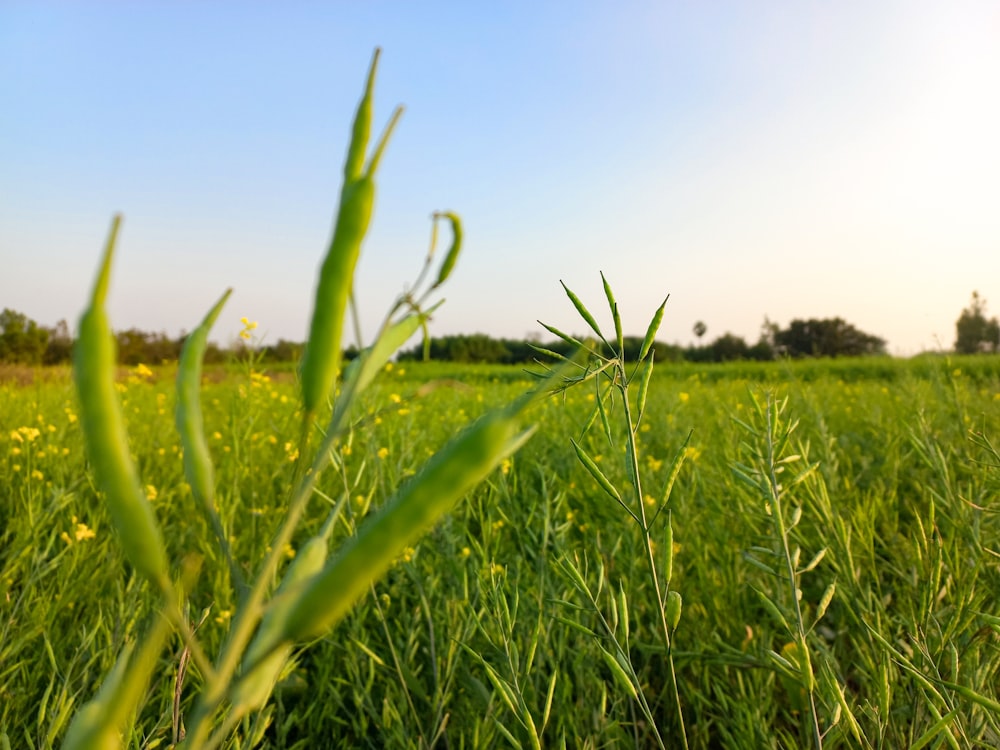 a field of grass