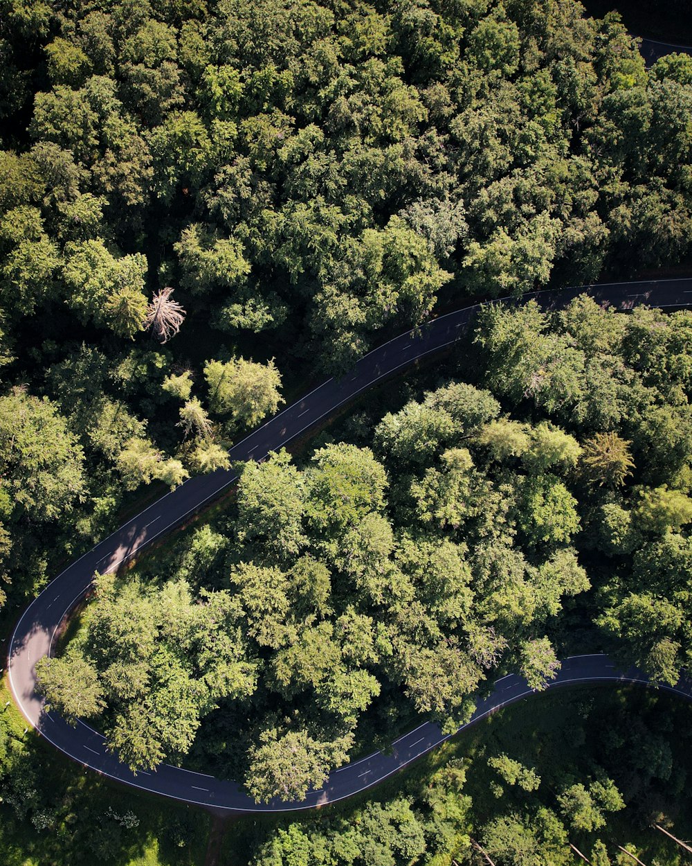 a winding road through a forest