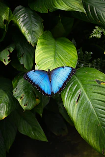a butterfly on a leaf