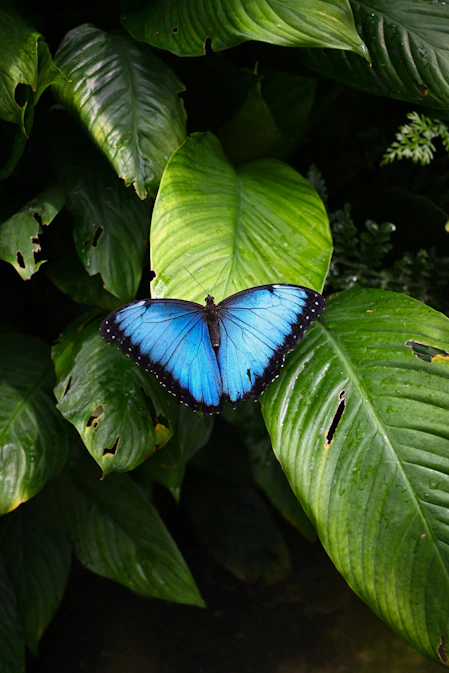 a butterfly on a leaf