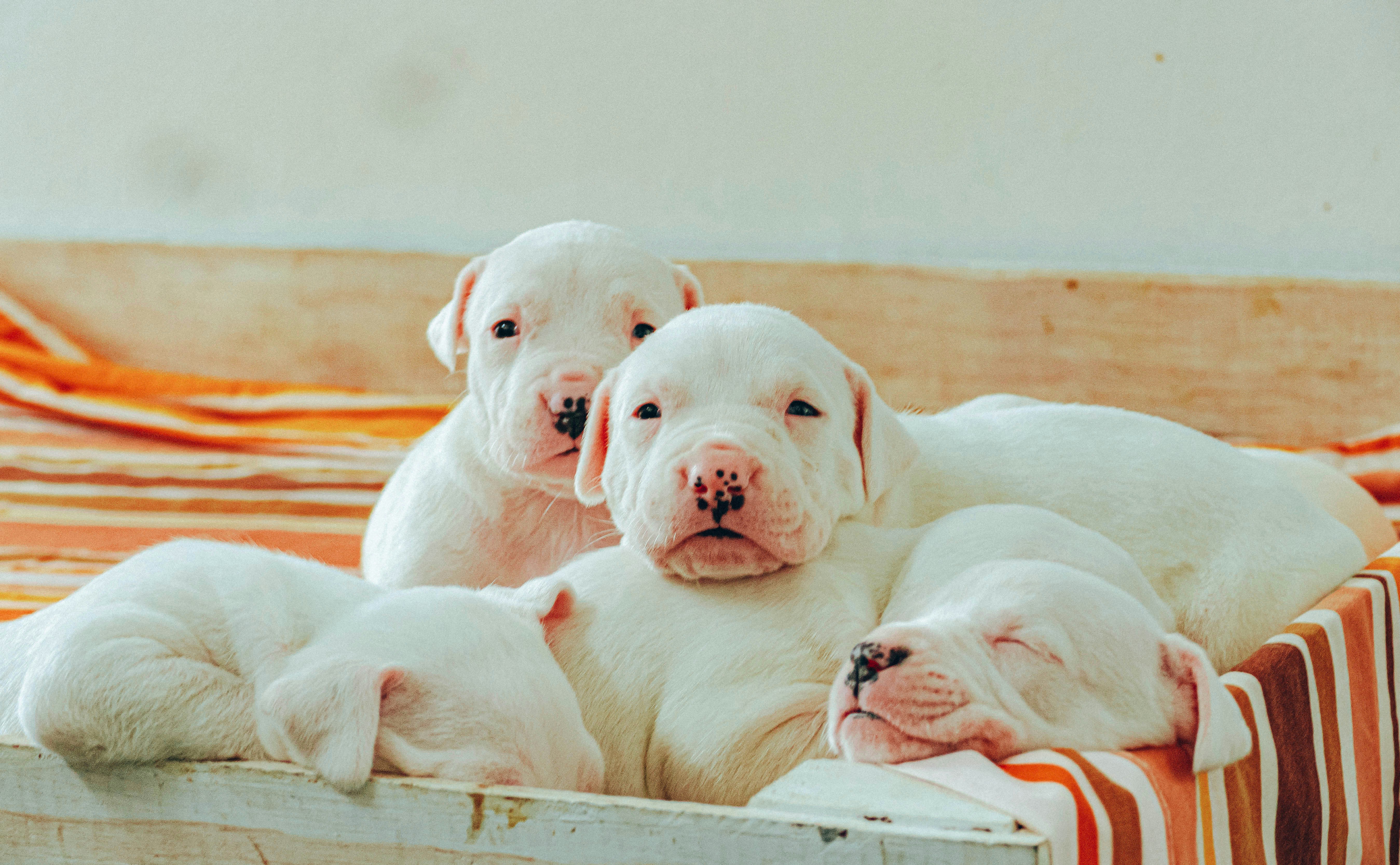 white puppies napping