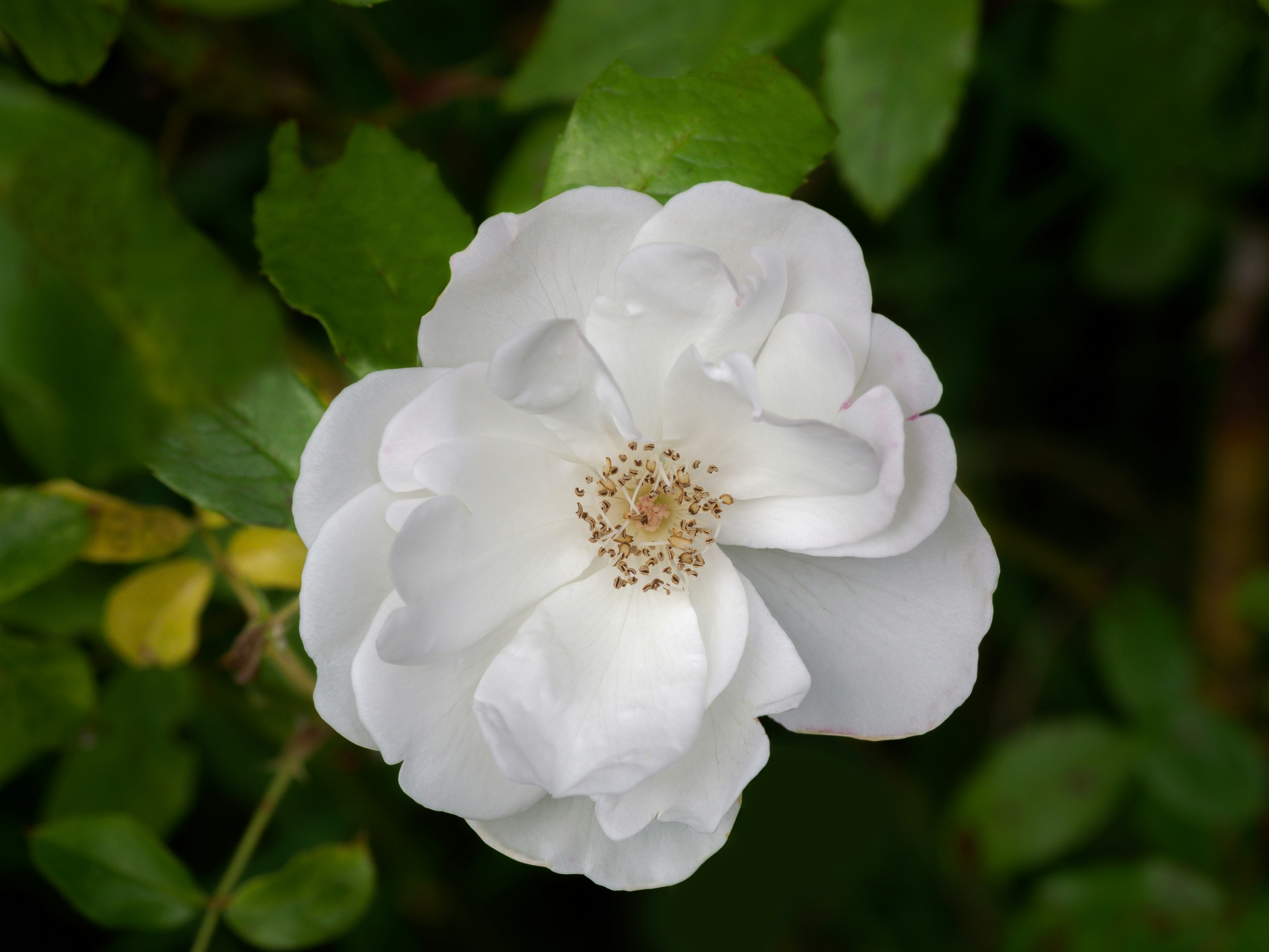 Photo by brett_jordan