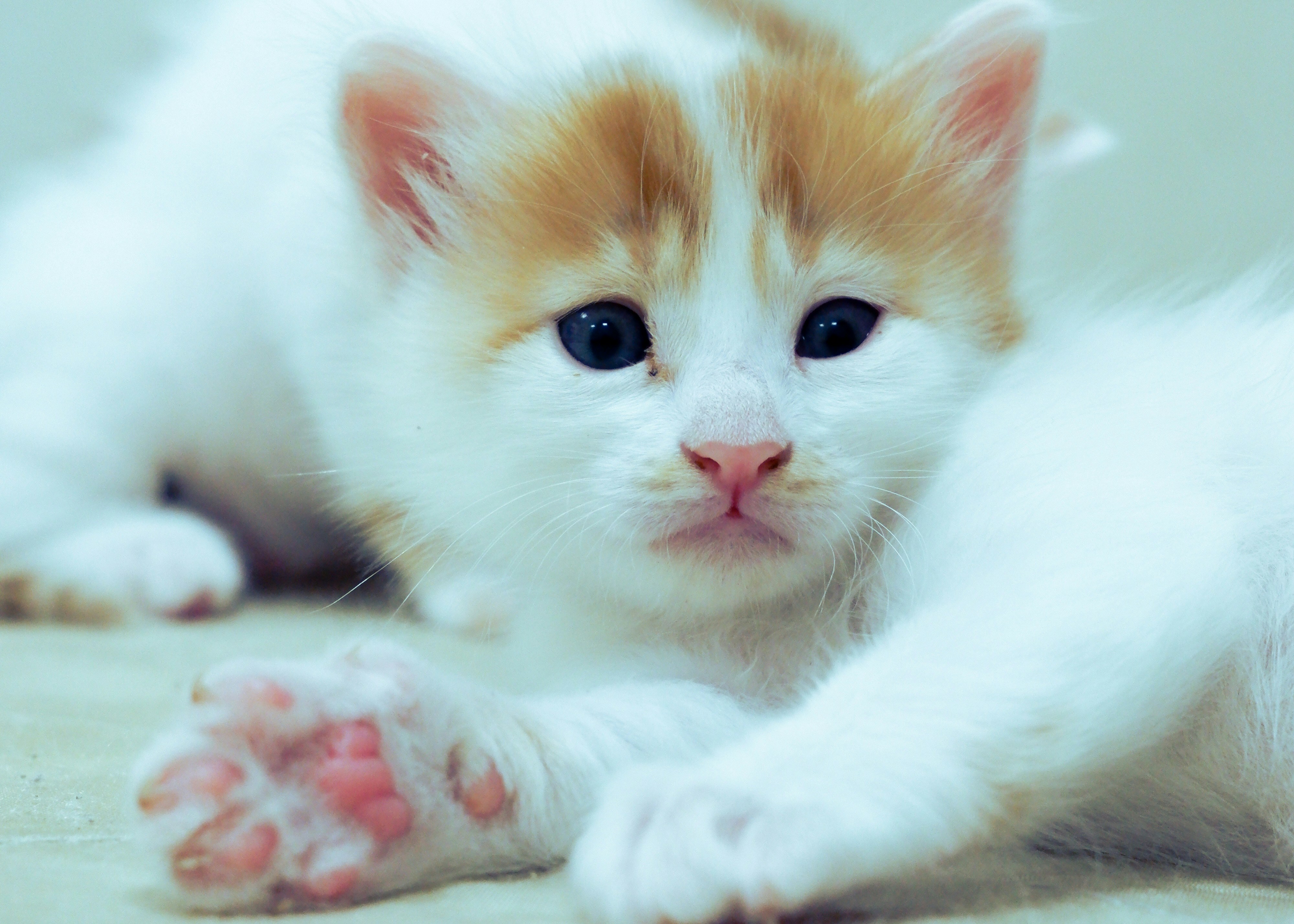 a cat lying on its back