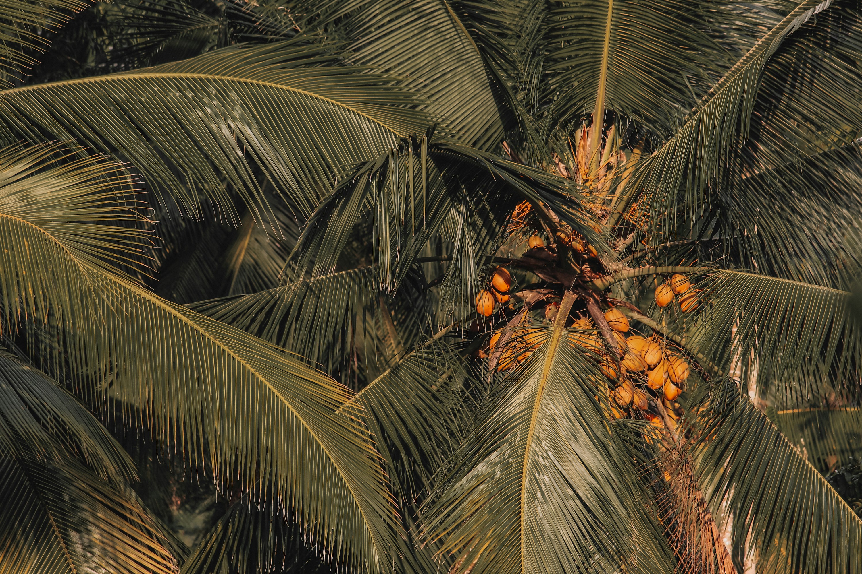 a group of palm trees