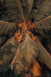 a palm tree with many leaves